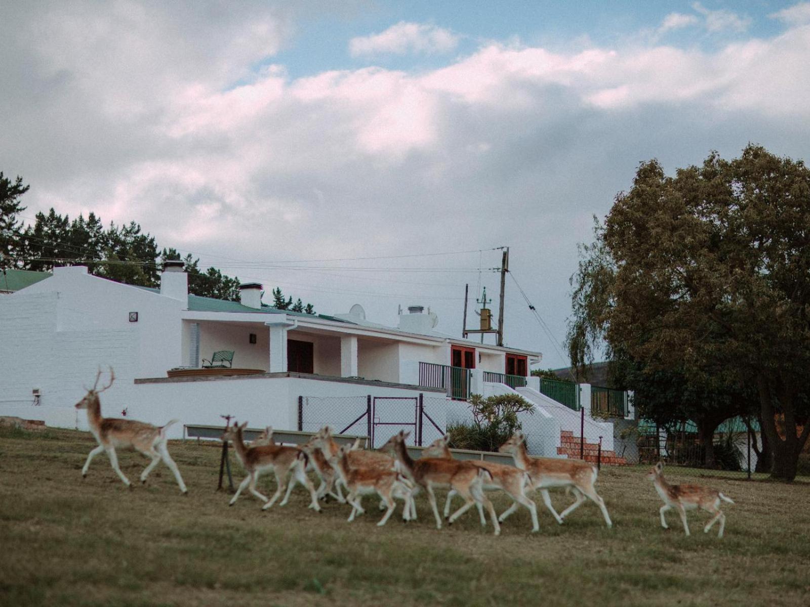 Ou Meul Farm Cottage ボット・リバー 部屋 写真